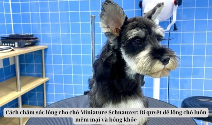 Cách chăm sóc lông cho chó Miniature Schnauzer: Bí quyết để lông chó luôn mềm mại và bóng khỏe