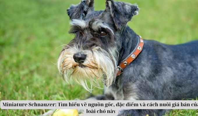 Miniature Schnauzer: Tìm hiểu về nguồn gốc, đặc điểm và cách nuôi giá bán của loài chó này