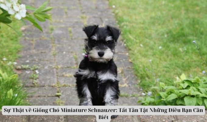 Sự Thật về Giống Chó Miniature Schnauzer: Tất Tần Tật Những Điều Bạn Cần Biết