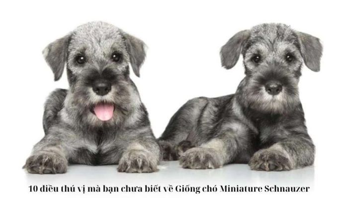 10 điều thú vị mà bạn chưa biết về Giống chó Miniature Schnauzer