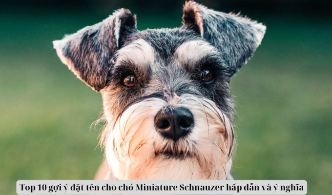 Top 10 gợi ý đặt tên cho chó Miniature Schnauzer hấp dẫn và ý nghĩa