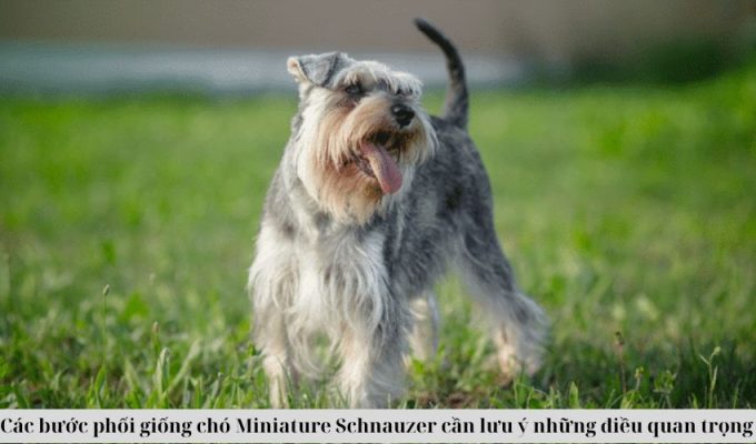 Các bước phối giống chó Miniature Schnauzer cần lưu ý những điều quan trọng