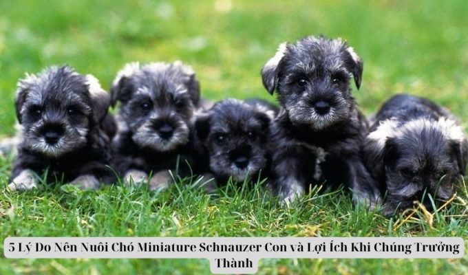 5 Lý Do Nên Nuôi Chó Miniature Schnauzer Con và Lợi Ích Khi Chúng Trưởng Thành