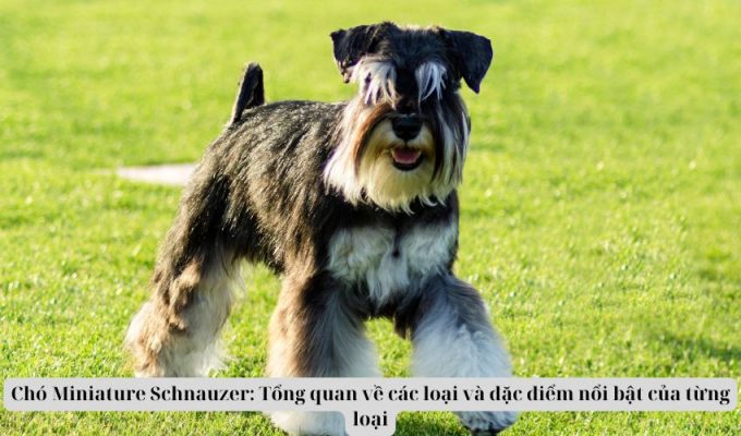 Chó Miniature Schnauzer: Tổng quan về các loại và đặc điểm nổi bật của từng loại