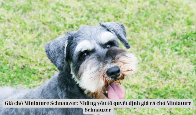 Giá chó Miniature Schnauzer: Những yếu tố quyết định giá cả chó Miniature Schnauzer