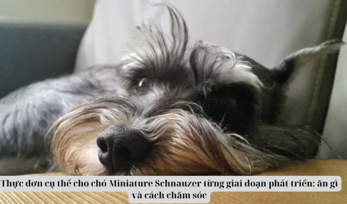 Thực đơn cụ thể cho chó Miniature Schnauzer từng giai đoạn phát triển: ăn gì và cách chăm sóc