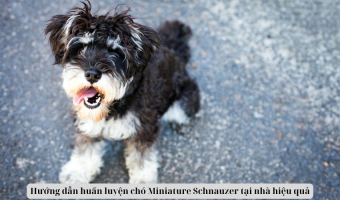 Hướng dẫn huấn luyện chó Miniature Schnauzer tại nhà hiệu quả