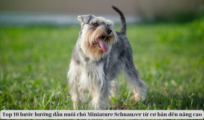 Top 10 bước hướng dẫn nuôi chó Miniature Schnauzer từ cơ bản đến nâng cao