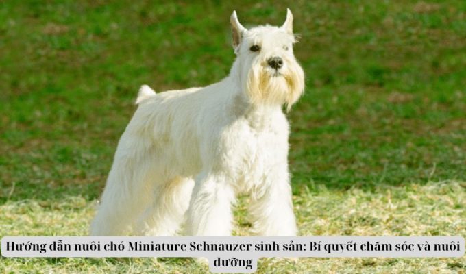 Hướng dẫn nuôi chó Miniature Schnauzer sinh sản: Bí quyết chăm sóc và nuôi dưỡng