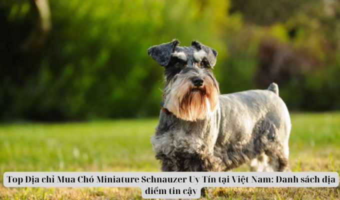 Top Địa chỉ Mua Chó Miniature Schnauzer Uy Tín tại Việt Nam: Danh sách địa điểm tin cậy