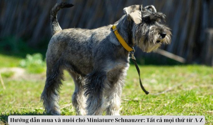 Hướng dẫn mua và nuôi chó Miniature Schnauzer: Tất cả mọi thứ từ A-Z