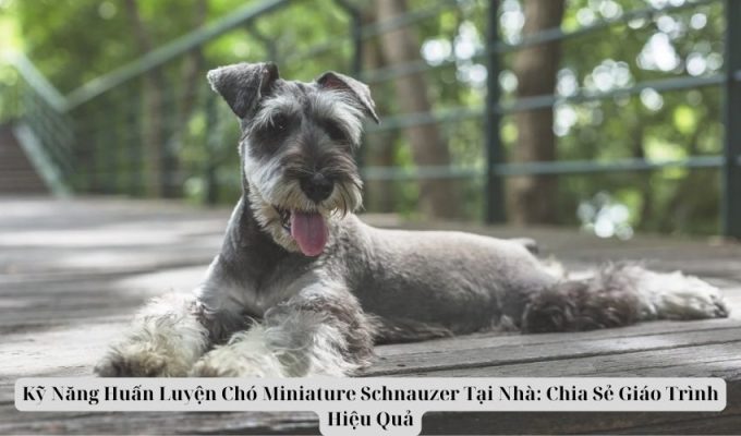 Kỹ Năng Huấn Luyện Chó Miniature Schnauzer Tại Nhà: Chia Sẻ Giáo Trình Hiệu Quả