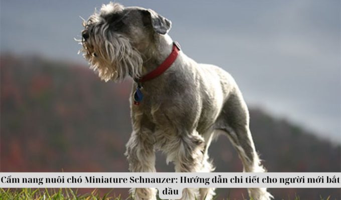 Cẩm nang nuôi chó Miniature Schnauzer: Hướng dẫn chi tiết cho người mới bắt đầu