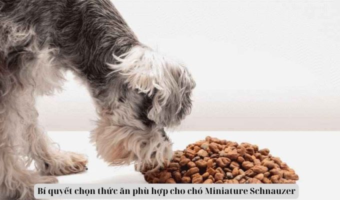 Bí quyết chọn thức ăn phù hợp cho chó Miniature Schnauzer