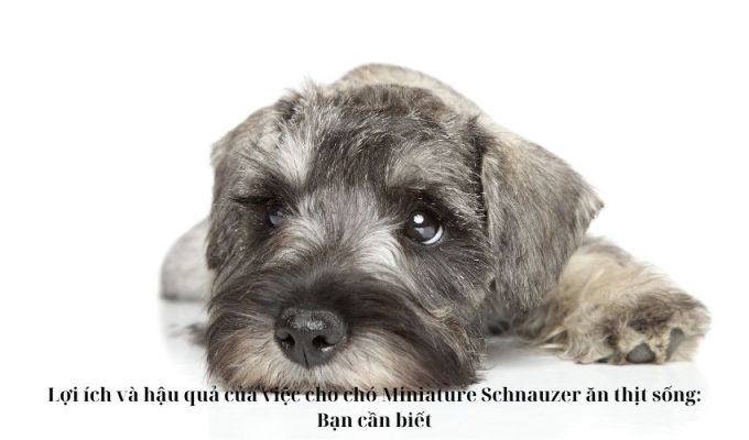 Lợi ích và hậu quả của việc cho chó Miniature Schnauzer ăn thịt sống: Bạn cần biết