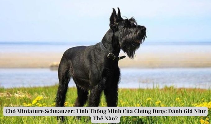 Chó Miniature Schnauzer: Tính Thông Minh Của Chúng Được Đánh Giá Như Thế Nào?